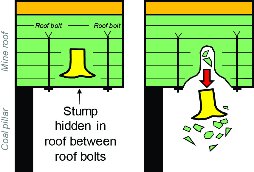 Fossil trees only inches above the mine roof, may be hidden during initial roof bolting and fall out later.
